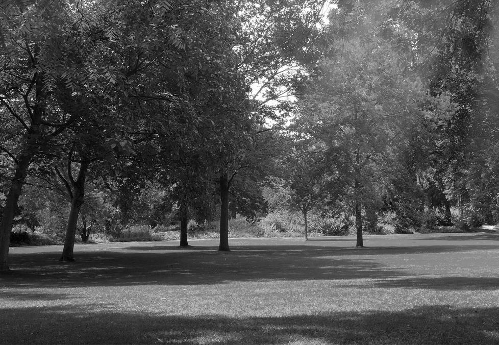 Black and white photo of forest scene