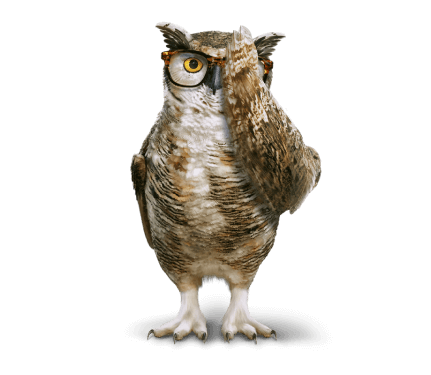 owl image