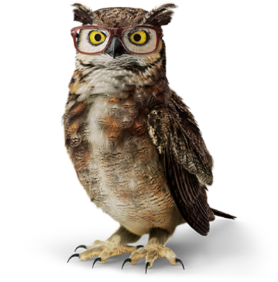 America's Best's Owl