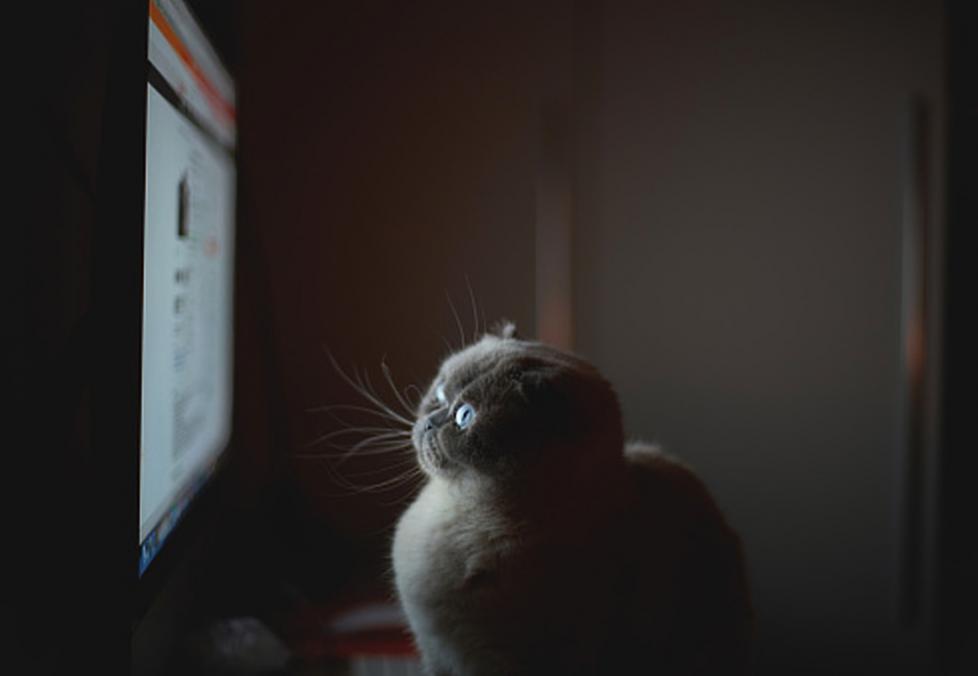 cat staring at a computer